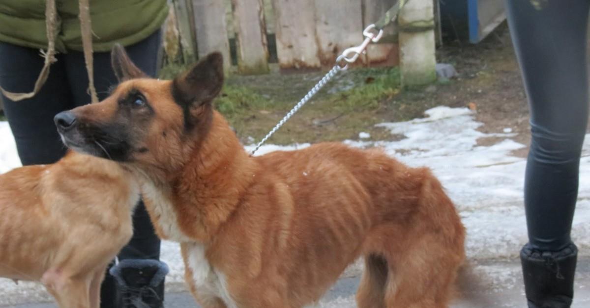 Жительница Ржева устроила в своей квартире настоящий Освенцим для собак